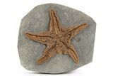 Exceptionally Preserved Fossil Starfish - Morocco #232760-1